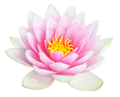 sintelix-flower (1)