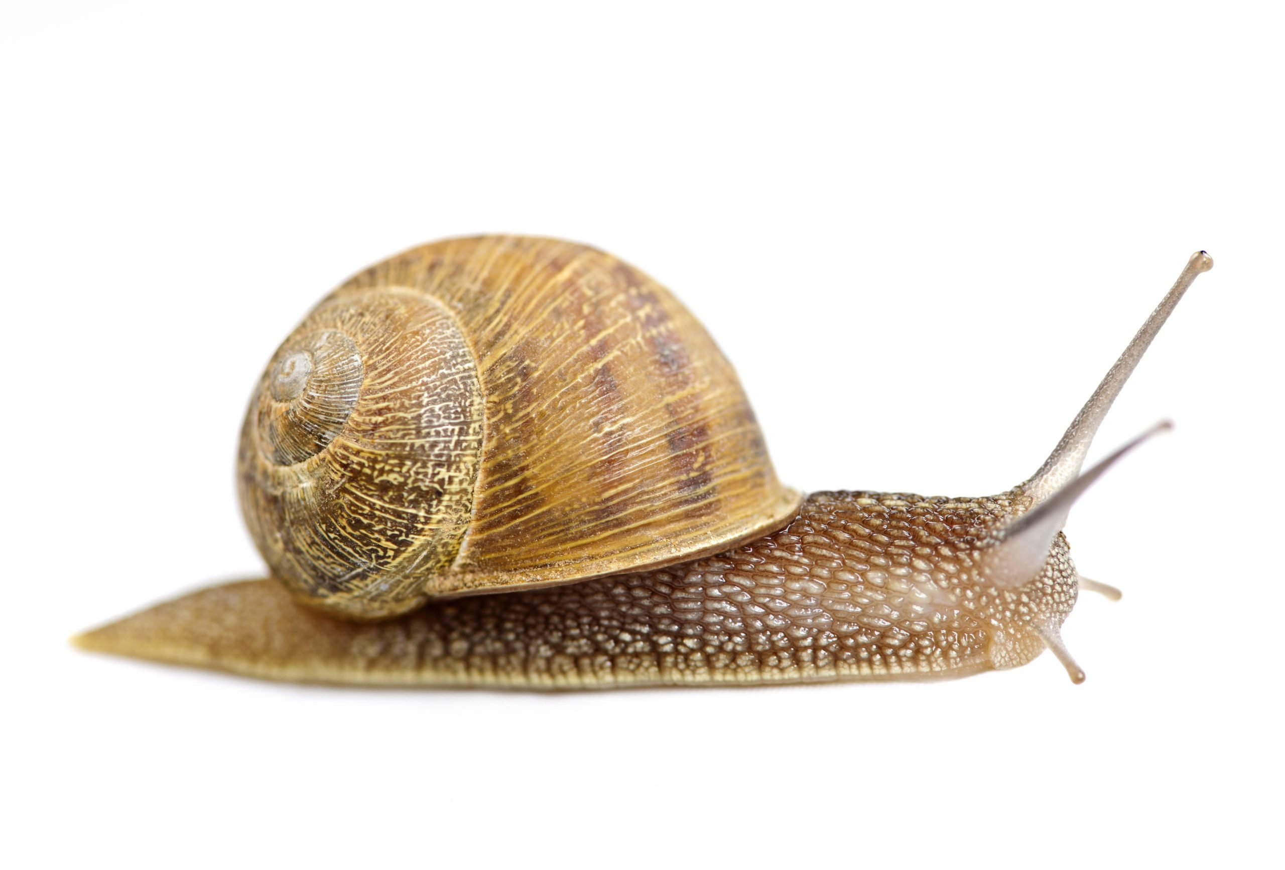 Garden snail moving forward isolated on white background